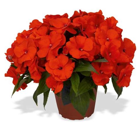 Magnum Fire – Elite Agricultural Services