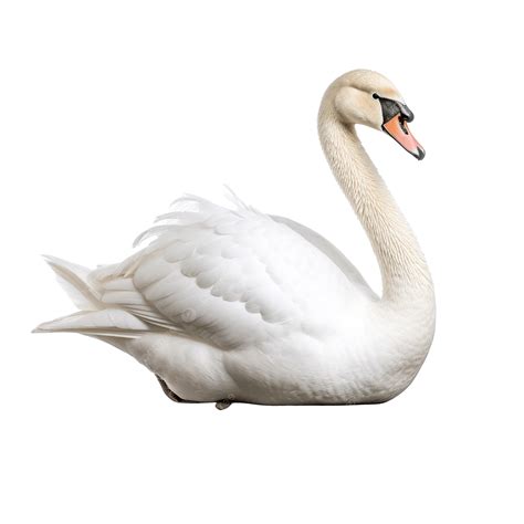 swan  bird swan cute bird png transparent image  clipart