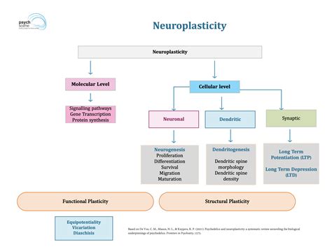 What Is Neuroplasticity A Simplified Guide