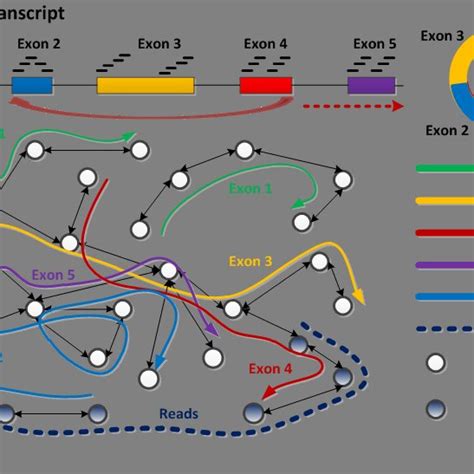 Five exons are in the genome (top left). Back splicing occurs from exon ...