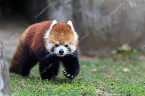 Red panda bear Stock Photo by ©feather0510 18959171