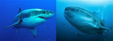 Great White Sharks Attacking Whale Sharks: How does the gentle giant