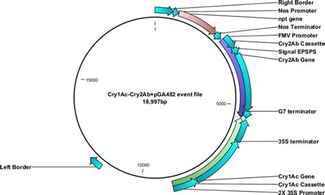 Map Of The Double Gene Construct Having Cry Ac And Cry Ab In Pga