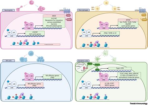 The Immuneendocrine Interplay In Sex Differential Responses To Viral Infection And Covid