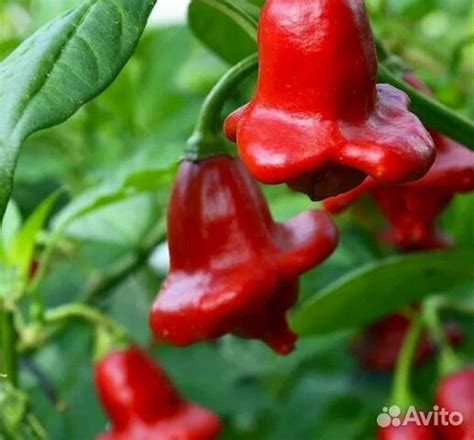 Перец острый колокольчик семена купить в Нижнем Новгороде | Товары для ...