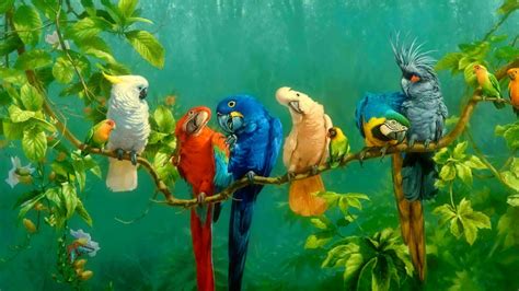 Download 1920x1080 HD Birds Parrot Wallpaper | Wallpapers.com