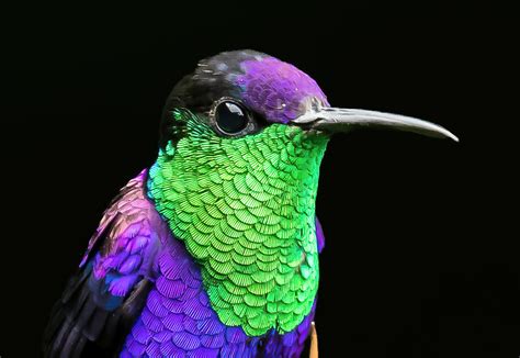 Of The Most Colorful Hummingbirds In The World Color Meanings