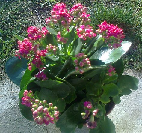 Pianta Grassa Con Fiori Gialli A Grappolo Pianta Da Vaso Esterno