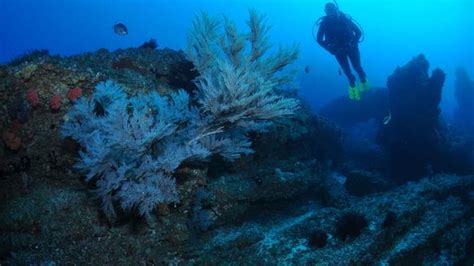 Dive Site Cherubs Cave Brisbane Scuba Dive Trips Scuba Services