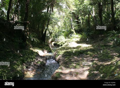 New Zealand Bush Walk Stock Photo Alamy