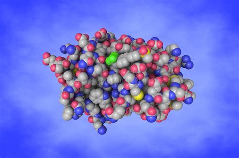 Space Filling Molecular Model Of Human Cathepsin K D Illustration