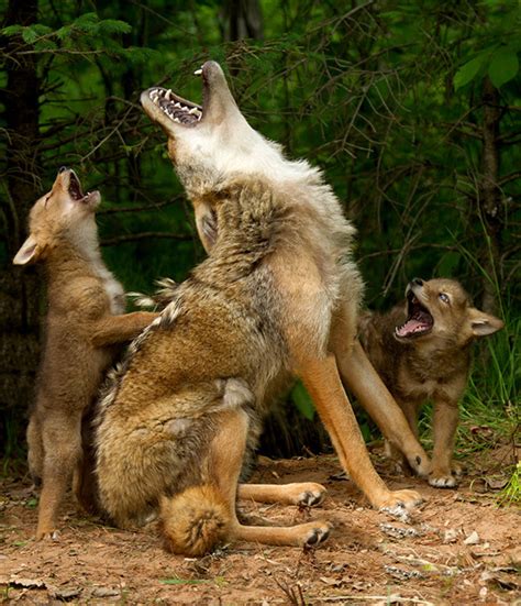 Coyote teaches pups to howl—is it real or a museum exhibit? - Men's Journal