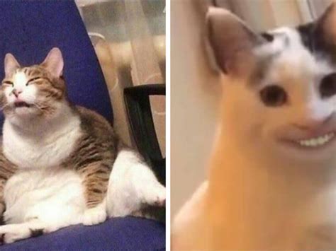 38 Meme Lucu Muka Kucing Ngakak