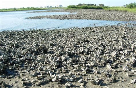 FL Oyster Reef Study Gives Chesapeake Clues | Chesapeake Bay Magazine