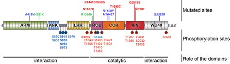 Frontiers Lrrk2 Phosphorylation More Than An Epiphenomenon