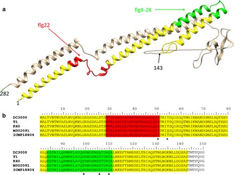 A Recombinant Flagellin Fragment Which Includes The Epitopes Flg22 And