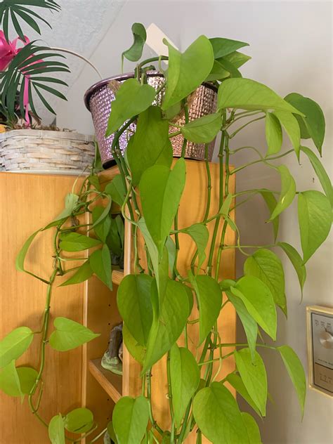 What is this plant? : r/whatsthisplant 