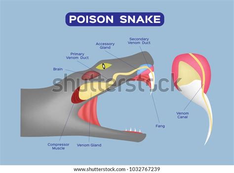 18 Snake Venom Glands Stock Vectors and Vector Art | Shutterstock