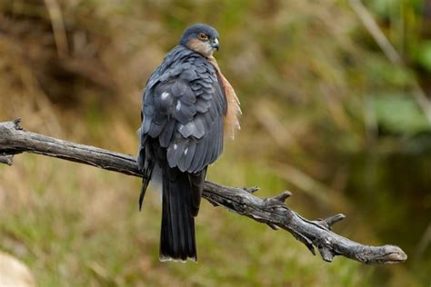 Premium Photo | Closeup shot of a eurasian sparrowhawk with short ...