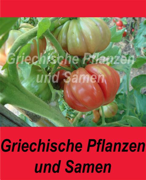 Costoluto Fiorentino, Fleischtomate aus Italien - griechische Pflanzen ...