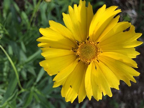 Coreopsis grandiflora (Common Coreopsis, Large Flower Tickseed ...