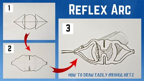 Easy Trick To Draw Reflex Arc How To Draw Reflex Arc Control