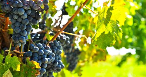 The Most Popular Red Wine Grape Varieties