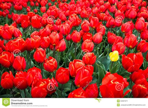 Tulip Field Stock Image Image Of Colorful Rural Holland 53331971