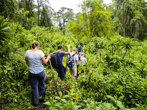 Mt Bisoke Crater Lake Hike Ikaze Rwanda Tours Travel