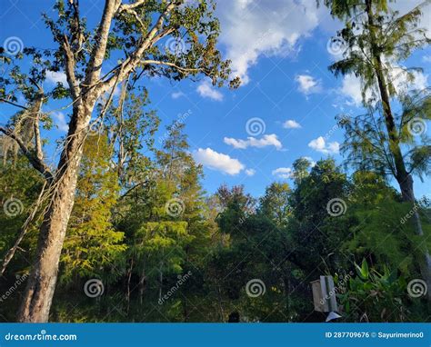 Blue Sky Vegetation Trees Swamp Below Nature Stock Photo Image Of