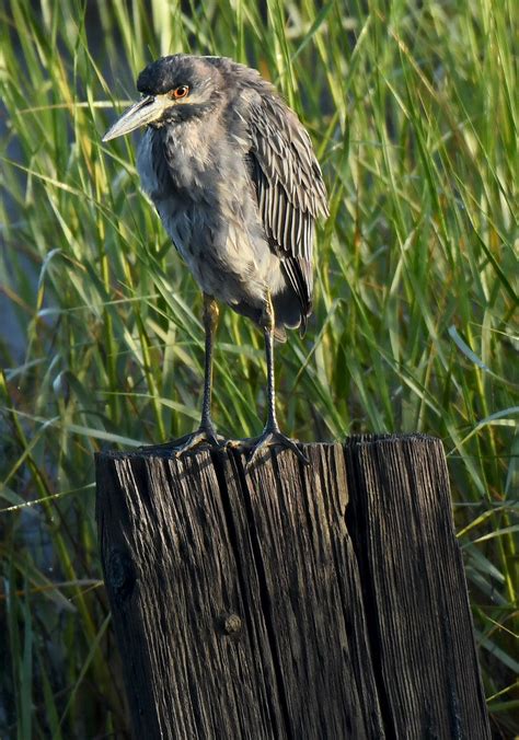 Yellow Crowned Night Heron Nyctanassa Violacea Juvenile Flickr