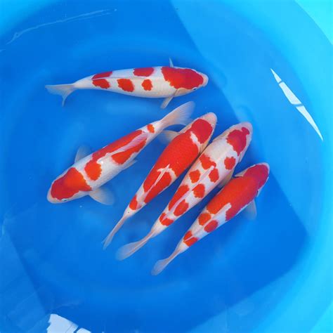 How Much Is Koi Fish Worth HOW MUCH FER