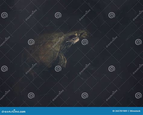 Aquatic Tortoise Swimming in the Water Stock Image - Image of detail ...