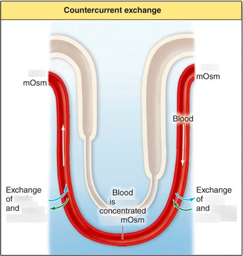 Countercurrent exchange Diagram | Quizlet