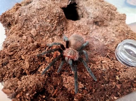 Pequena Vagina Tarantula Brachypelma Imagem de Stock Imagem de pouco tarântula 242395975