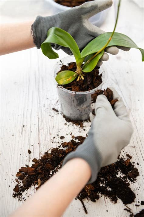 rapporter orchidee avec des racines dans la main de la femme image