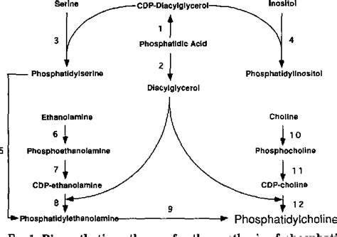 Phosphatidylcholine Synthesis