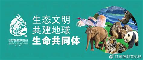 守护未来 联合国生物多样性大会（cop15）“小小设计师” 绿色设计 大自然 生物多样性 设计师 新浪新闻