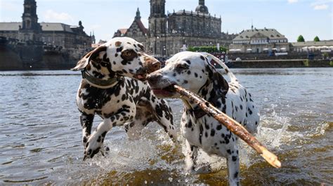 Hundesteuer Sorgt F R Rekordeinnahmen Der Spiegel