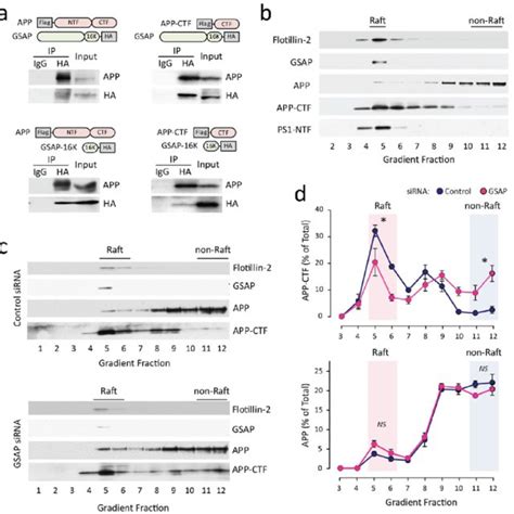 Effect Of GSAP Knockdown On Lipid Raft Localization Of APP And APP CTF