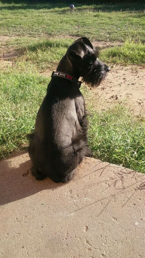 Schnauzer Black Schnauzer Mini Schnauzer Puppies Standard Schnauzer