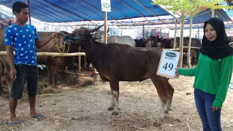 SAPI QURBAN 2018 Kandang R No Sapi 49 GoQurban Jual Kambing