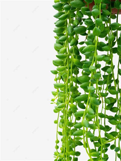 Potted Green Plants Hanging Basket Green Plants Green Plant Png