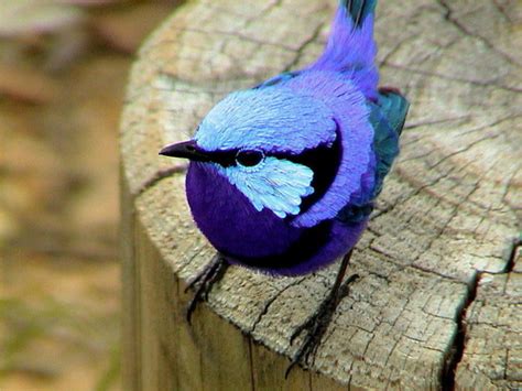 Fairy Wrens They Are Just As Cute As Japanese Long Tailed Tits Album On Imgur