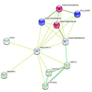 Protein Protein Interaction Network For The Rice Ortholog P H