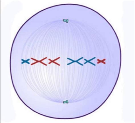 Solved How many chromosomes will be in each daughter cell | Chegg.com