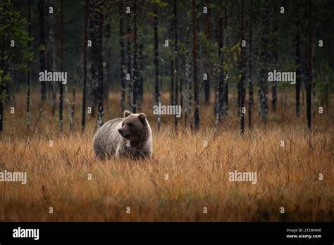 Brown Bear Ursus Arctos In Finland Kuhmo Stock Photo Alamy