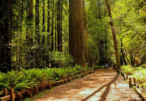 Redwood Forest Trail Photograph by Cathy P Jones - Fine Art America