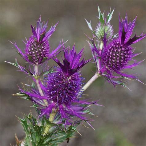 Eryngium Leavenworthii Seeds Putnam Hill Nursery