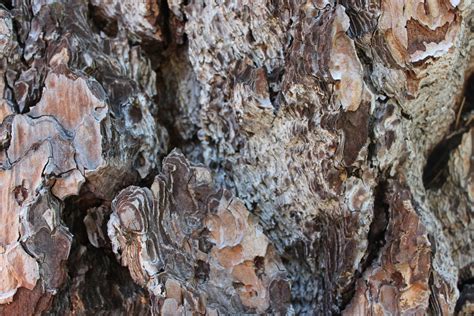 Free Images Tree Nature Rock Branch Wood Texture Leaf Flower